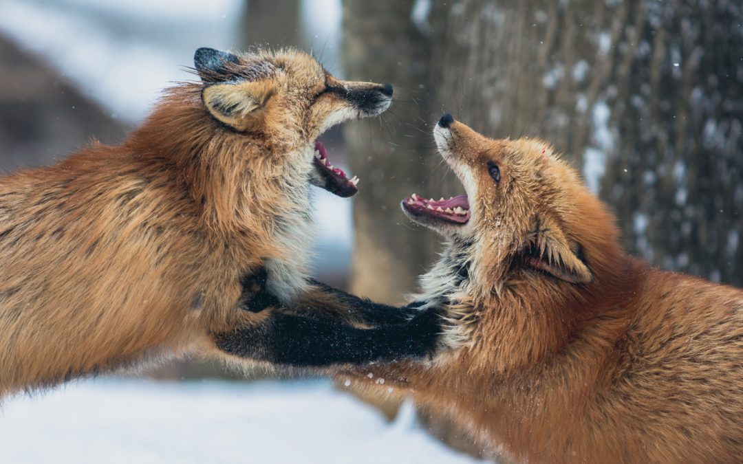 Conflict Resolution